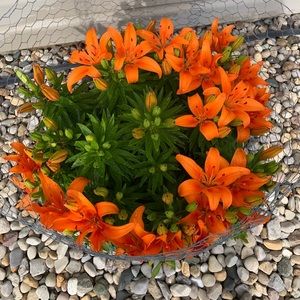 Meet your Posher, Shannon